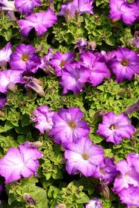 Preview wallpaper petunias, flowers, herbs, sun