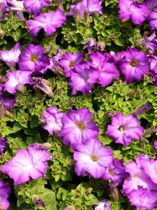 Preview wallpaper petunias, flowers, herbs, sun