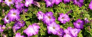 Preview wallpaper petunias, flowers, herbs, sun