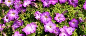 Preview wallpaper petunias, flowers, herbs, sun