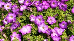 Preview wallpaper petunias, flowers, herbs, sun