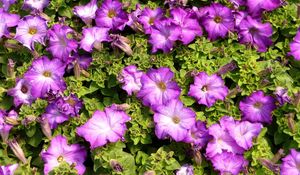 Preview wallpaper petunias, flowers, herbs, sun