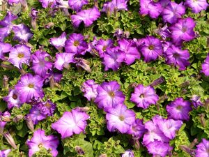 Preview wallpaper petunias, flowers, herbs, sun