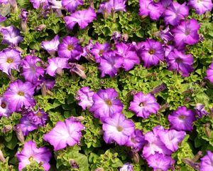 Preview wallpaper petunias, flowers, herbs, sun