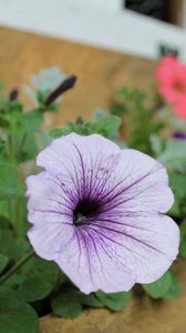 Preview wallpaper petunias, flowers, house, sharpness