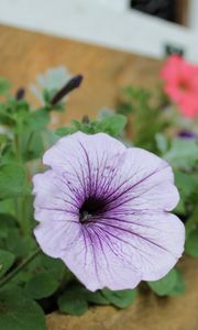 Preview wallpaper petunias, flowers, house, sharpness