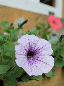 Preview wallpaper petunias, flowers, house, sharpness