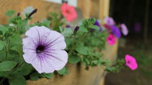 Preview wallpaper petunias, flowers, house, sharpness