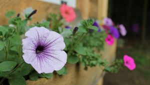 Preview wallpaper petunias, flowers, house, sharpness