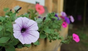 Preview wallpaper petunias, flowers, house, sharpness