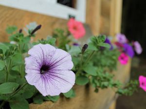 Preview wallpaper petunias, flowers, house, sharpness