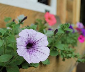 Preview wallpaper petunias, flowers, house, sharpness