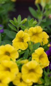 Preview wallpaper petunias, flowers, petals, yellow