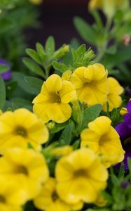 Preview wallpaper petunias, flowers, petals, yellow