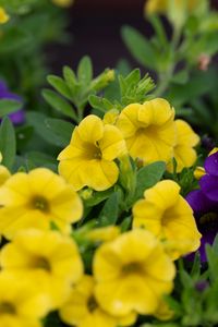 Preview wallpaper petunias, flowers, petals, yellow