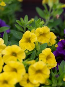 Preview wallpaper petunias, flowers, petals, yellow