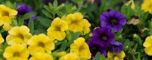 Preview wallpaper petunias, flowers, petals, yellow