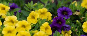 Preview wallpaper petunias, flowers, petals, yellow