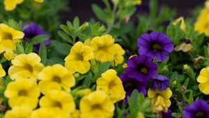 Preview wallpaper petunias, flowers, petals, yellow