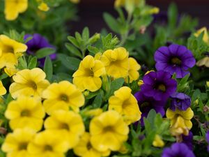 Preview wallpaper petunias, flowers, petals, yellow