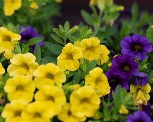 Preview wallpaper petunias, flowers, petals, yellow