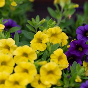 Preview wallpaper petunias, flowers, petals, yellow