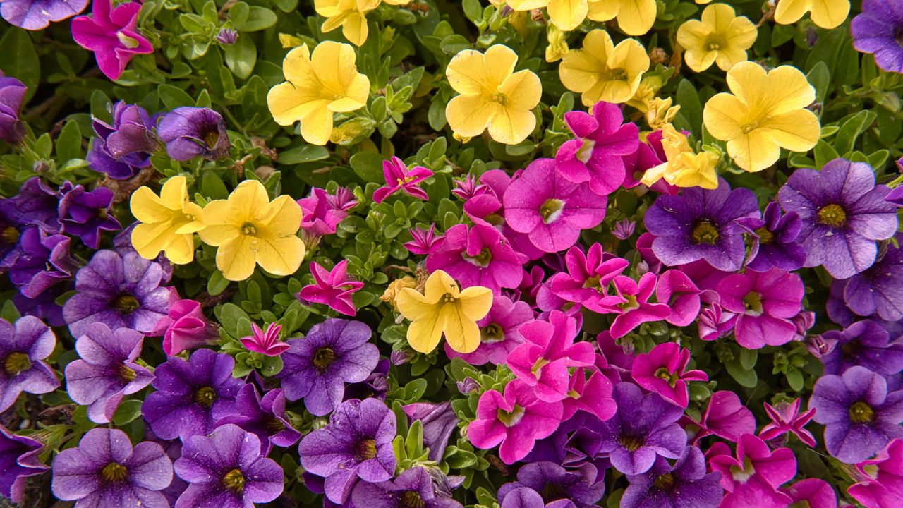 Wallpaper petunias, flowers, petals, colorful