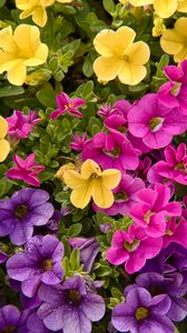 Preview wallpaper petunias, flowers, petals, colorful