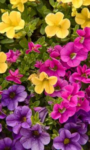 Preview wallpaper petunias, flowers, petals, colorful