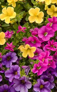 Preview wallpaper petunias, flowers, petals, colorful