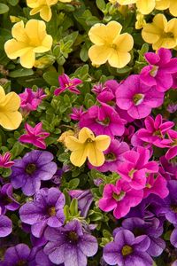 Preview wallpaper petunias, flowers, petals, colorful