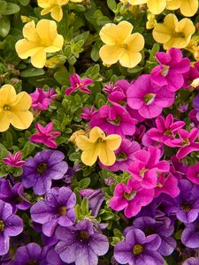 Preview wallpaper petunias, flowers, petals, colorful