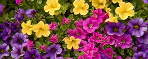 Preview wallpaper petunias, flowers, petals, colorful