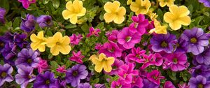 Preview wallpaper petunias, flowers, petals, colorful