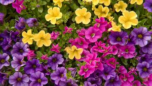 Preview wallpaper petunias, flowers, petals, colorful