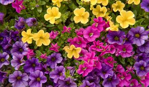 Preview wallpaper petunias, flowers, petals, colorful