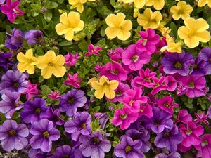 Preview wallpaper petunias, flowers, petals, colorful