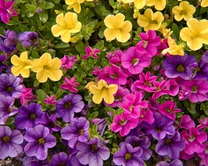 Preview wallpaper petunias, flowers, petals, colorful