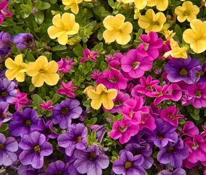 Preview wallpaper petunias, flowers, petals, colorful