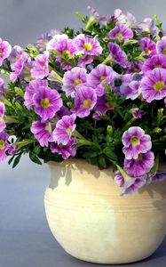 Preview wallpaper petunias, flowers, planters, shade