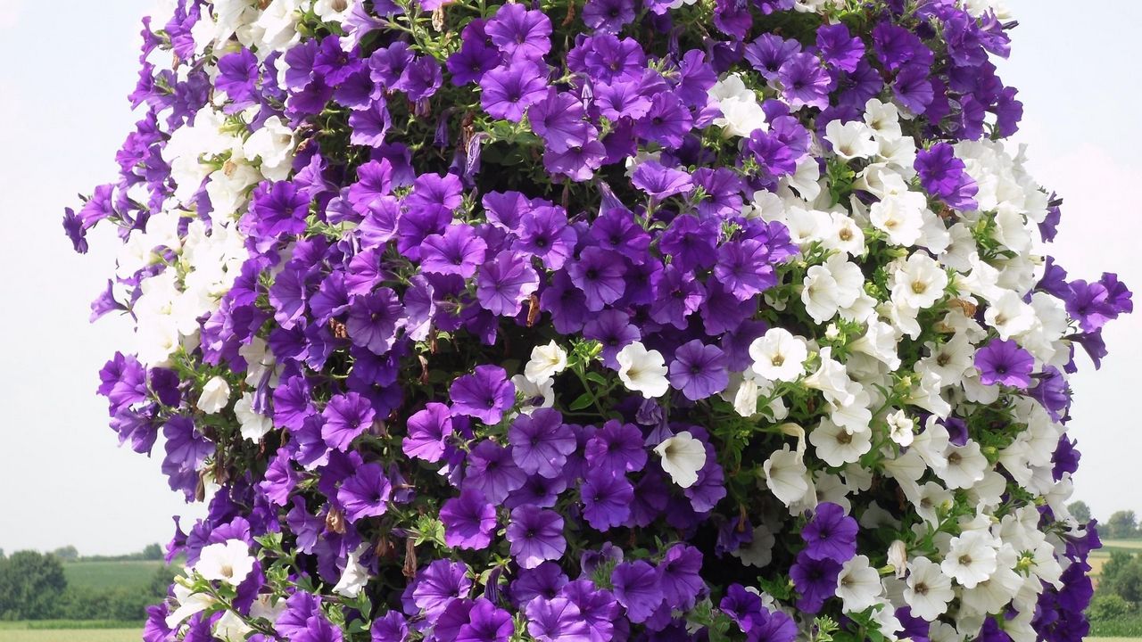 Wallpaper petunias, flowers, white, purple