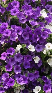 Preview wallpaper petunias, flowers, white, purple