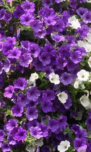 Preview wallpaper petunias, flowers, white, purple