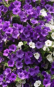 Preview wallpaper petunias, flowers, white, purple