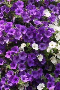 Preview wallpaper petunias, flowers, white, purple