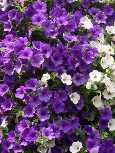 Preview wallpaper petunias, flowers, white, purple