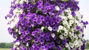 Preview wallpaper petunias, flowers, white, purple