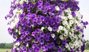 Preview wallpaper petunias, flowers, white, purple