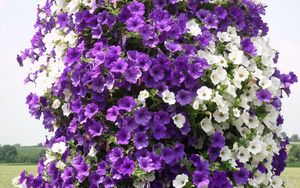 Preview wallpaper petunias, flowers, white, purple