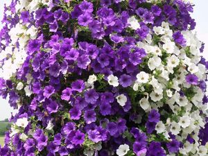 Preview wallpaper petunias, flowers, white, purple